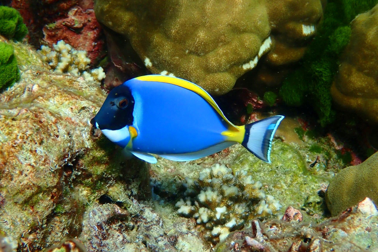 Ko Lanta: Snorkeltrip van een hele dag naar Phi Phi &amp; Bamboe Eilanden