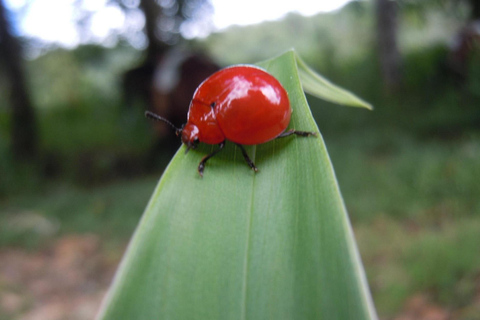 La Gamba: Nationalpark Piedras Blancas