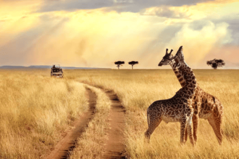 Tsavo East safari Park 2-Day Safari from Mombasa, watamu
