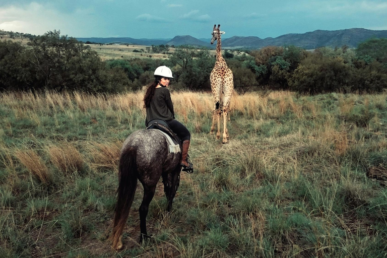 Botswana: Scenic Horseback Ride to the Thamalakane River 4 hours Luxury Horseback Ride to the Thamalakane River