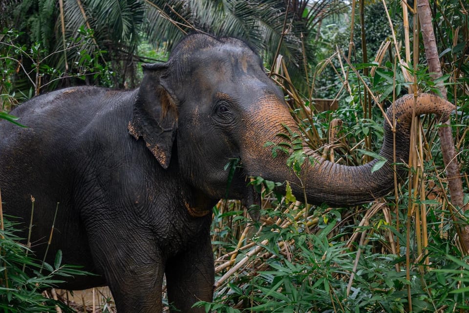 Khao Lak Eco Safari: Elephant Sanctuary Small Group Tour | GetYourGuide