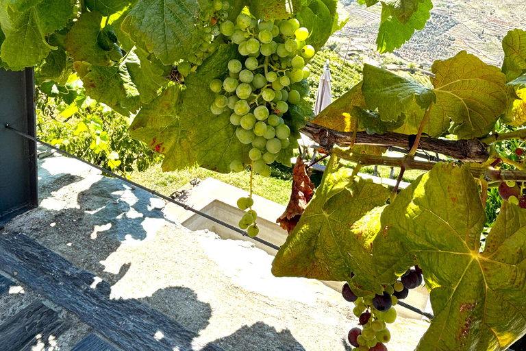 From Porto: Douro Valley Private Tour w/ 3 Wineries & Lunch Douro Valley Authentic Tour w/ 3 wineries & lunch in French