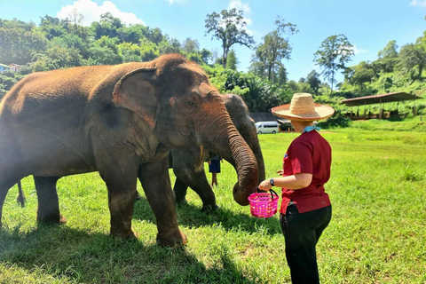Rantong elephant sanctuary Chiangmai