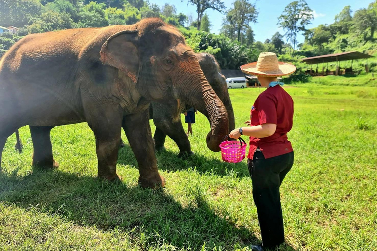 Rantong elephant sanctuary Chiangmai