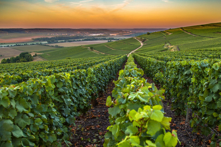 Visite d&#039;une demi-journée au départ de Nice pour une dégustation de vins biologiques avec Saint Paul