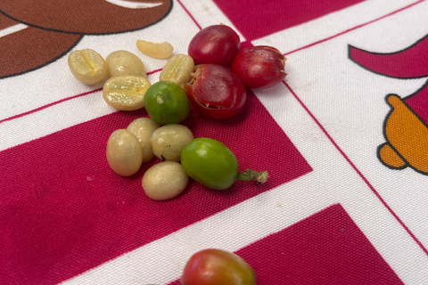 Ahuachapan Coffee Farm Tour with Lunch!