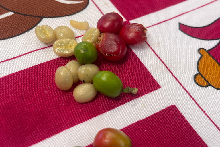 Ahuachapan Coffee Farm Tour with Lunch!