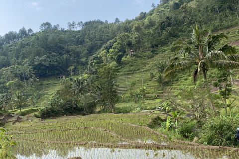 Tour particular aos terraços de arroz do Templo Selogriyo com almoço localDe Borobudur: Terraços de arroz Selogriyo e colheita de café