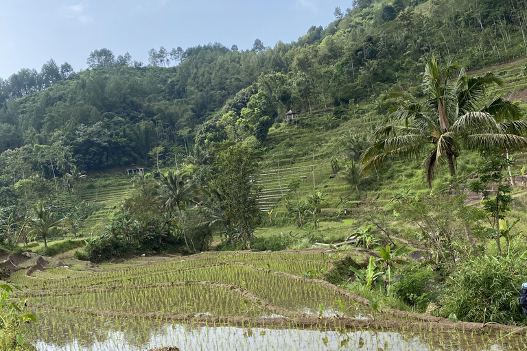Tour particular aos terraços de arroz do Templo Selogriyo com almoço localDe Borobudur: Terraços de arroz Selogriyo e colheita de café
