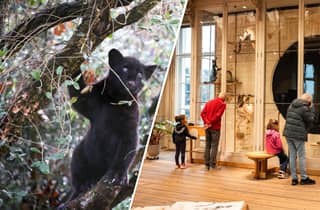 Amsterdam: ARTIS Royal Zoo und ARTIS Groote Museum Ticket
