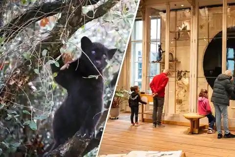 Biglietto ARTIS Royal Zoo e ARTIS Groote Museum