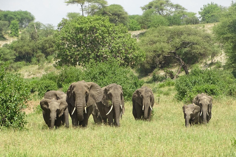 Tarangire: One Day-Trip, Many Wonders