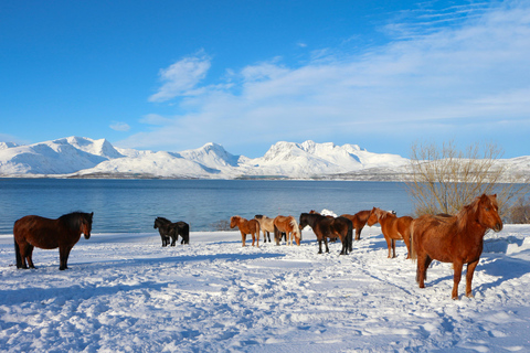 Tromsø: Esperienza di equitazione a Lyngen