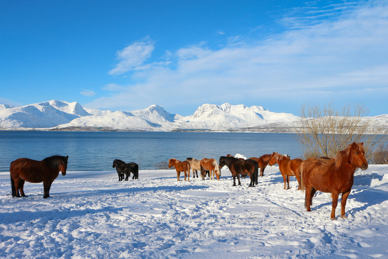 Tromsø: Experiência de cavalgada em Lyngen