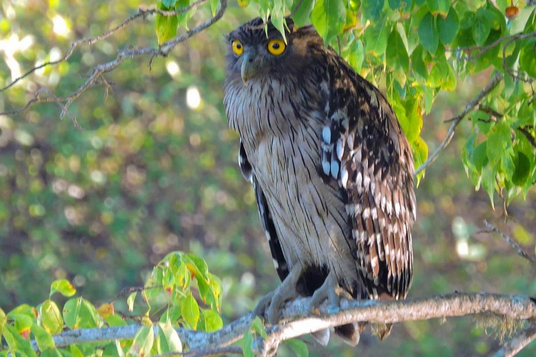 Van Arugambay naar Tangalle/Mirissa met Yala luipaardsafari