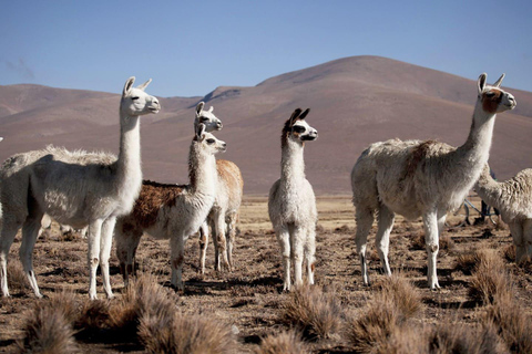 Från Chivay - Colca || Chivay - Puno Route