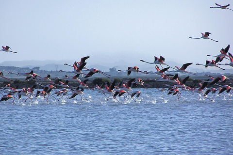 Salt Route and Birdwatching from Alicante to Santa Pola by Van