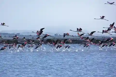 Salt Route and Birdwatching from Alicante to Santa Pola by Van