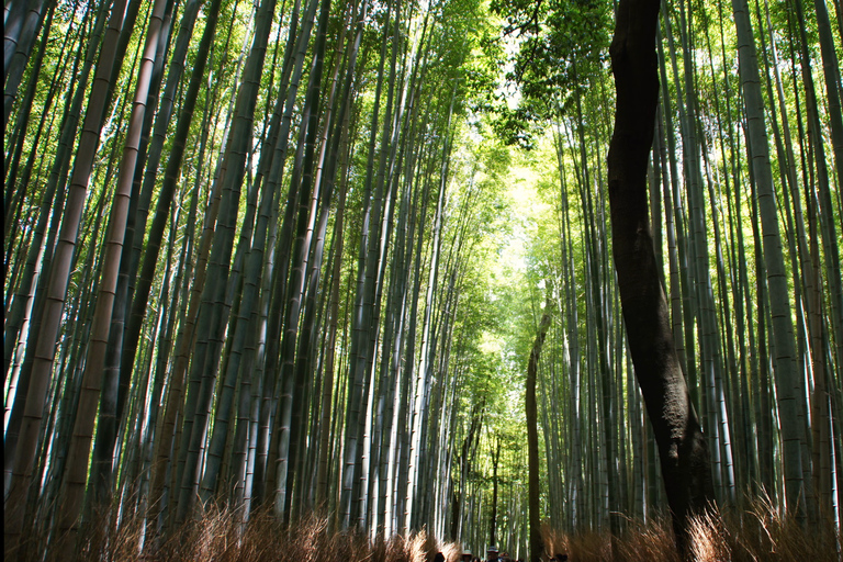 Kyoto: Arashiyama Bamboo, Monkeys, Matcha &amp; UNESCO TempleKyoto: Arashiyama Bamboo, apor, matcha och UNESCO-tempel