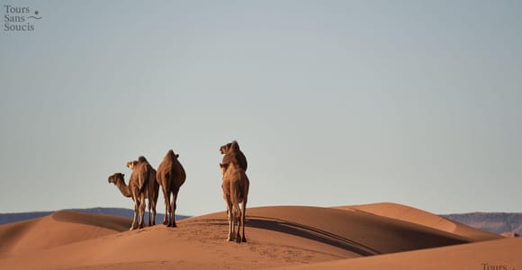 From Djerba: Star Wars, Tataouine, Berber Chenini and Nomads