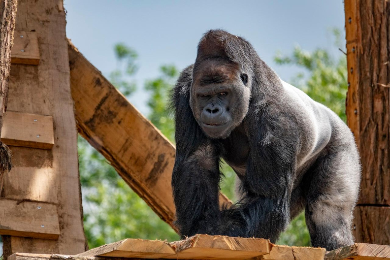 بروجليت تذكرة دخول حديقة حيوان بايري دايزاأيام الأسبوع
