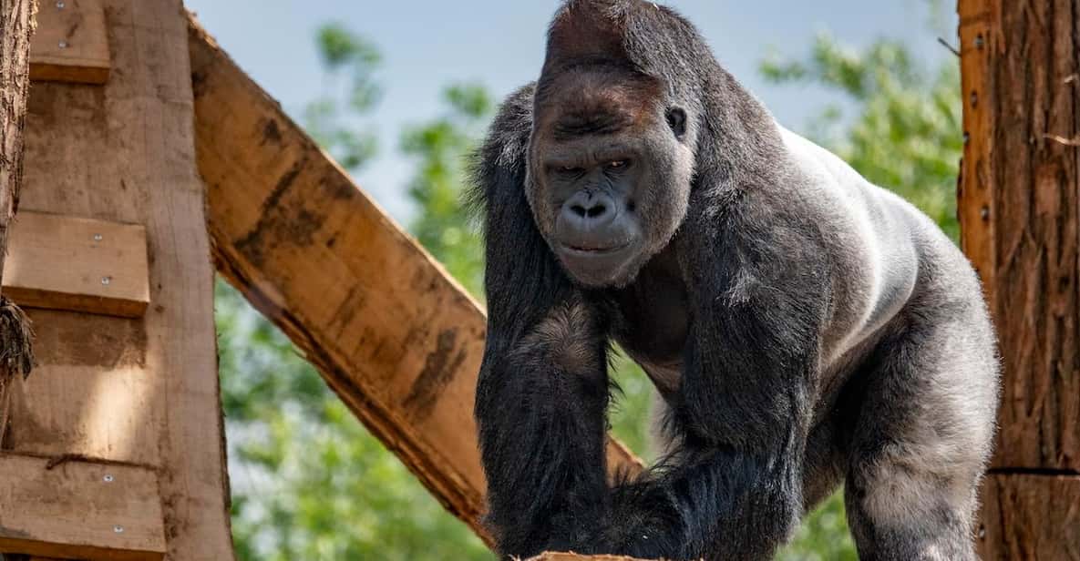 Afbeelding 8 van Brugelette: Pairi Daiza Zoo inclusief toegangsbewijs voor 'Edenya'