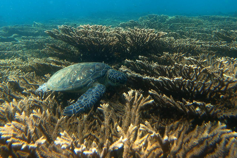 diymaniyat Snorkelling (swim whalesharks or turtles)