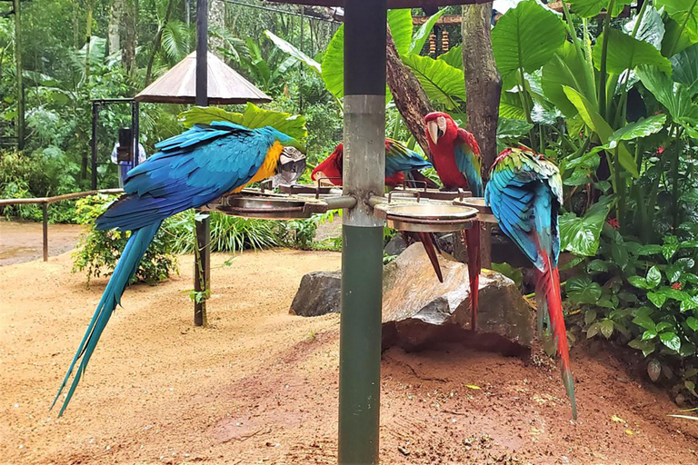 Waterfalls, Bird Park and Macuco Safari: Complete Experience