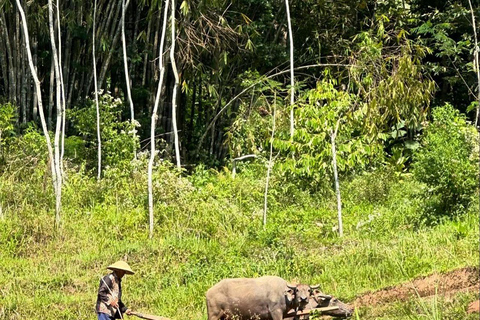 Selogriyo Temple and Java Rice Terrace Guided Trekking Tour Selogriyo Temple Java Rice Terrace Guided Trekking Tour