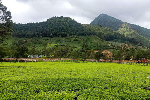 From Yogyakarta: Dieng Tour, Golden Sunrise &amp; Tea Plantation