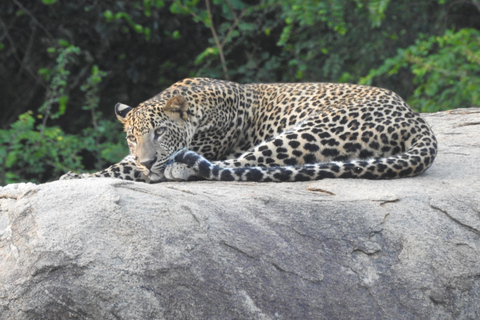 From Waligama, Mirissa, Tangalle, Yala safari & drop to Ella Yala Full day safari