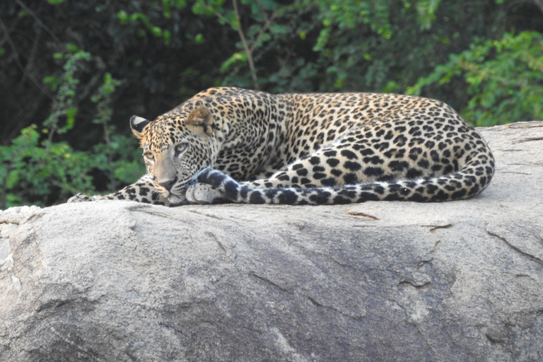 From Waligama, Mirissa, Tangalle, Yala safari & drop to Ella Yala Full day safari