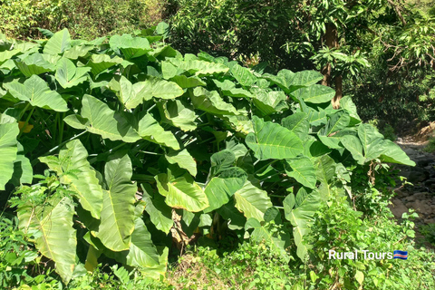 Hiking: From Serra Malagueta to Ribeira Principal