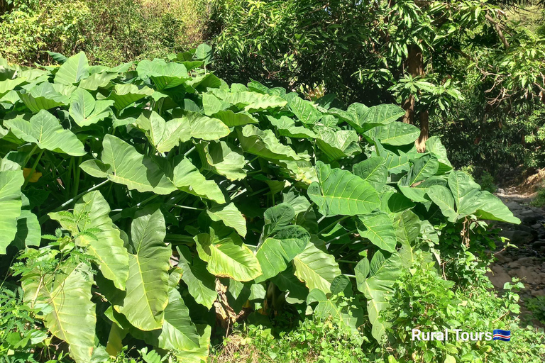 Hiking: From Serra Malagueta to Ribeira Principal