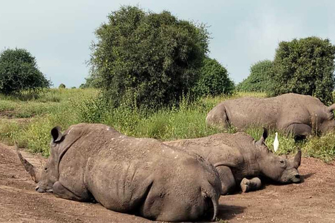 Nairobi: National Park Half-Day Safari with Hotel Pick-Up