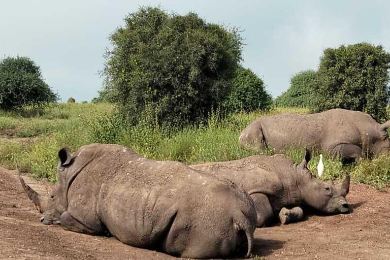 Nairobi: National Park Half-Day Safari with Hotel Pick-Up