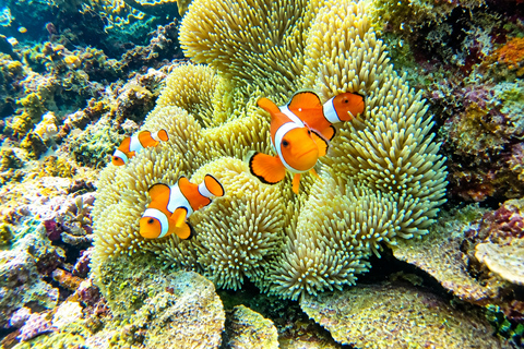 From Puerto Princesa: 2-Day Port Barton Island Hopping Tour