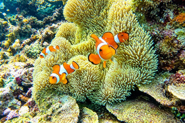 From Puerto Princesa: 2-Day Port Barton Island Hopping Tour