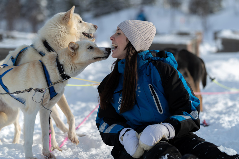 Tromsø: Easy Dog Sledding Tour & Kennel Visit
