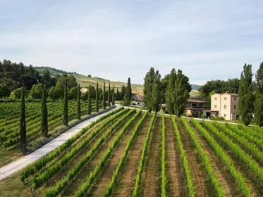 Urbino: Besuch einer Boutique-Weinkellerei und 5 Bio-Weinverkostungen