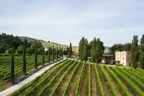 Boutique Winery Visit & 5 Organic Wine Tastings near Urbino