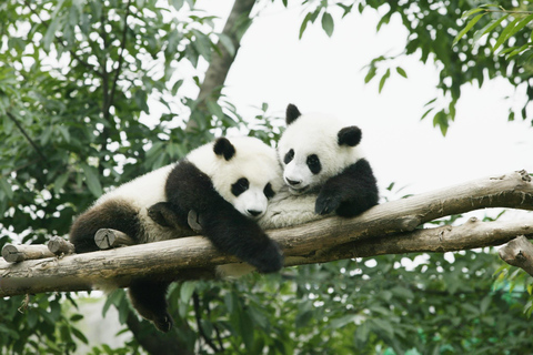 Panda House, Summer Palace, Old Hutongs & Temple of Heaven All-inclusive tour