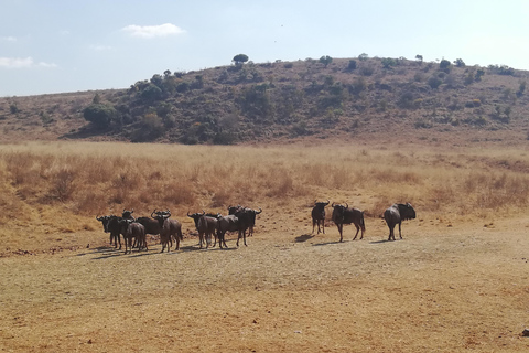 Johannesburg : Safari dans la réserve naturelle des rhinocéros et des lions