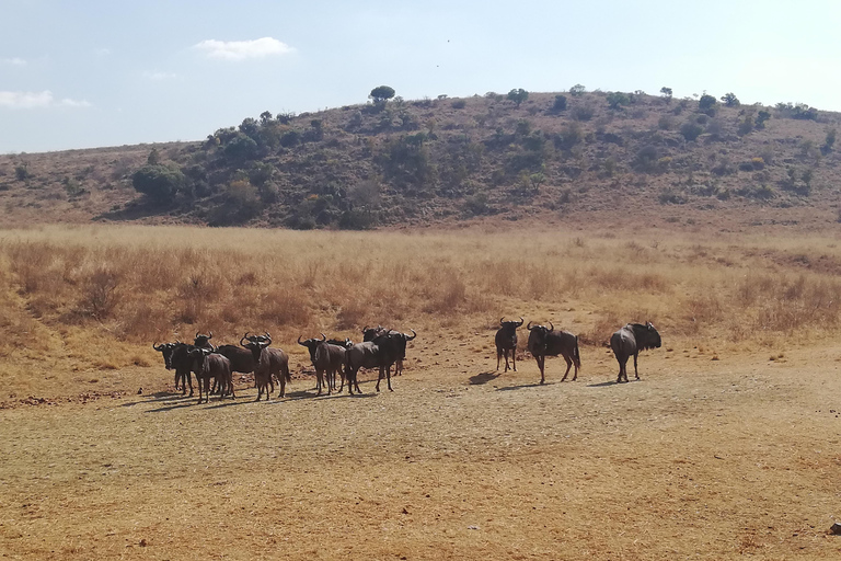 Johannesburg: Safari in het neushoorn- en leeuwenreservaat