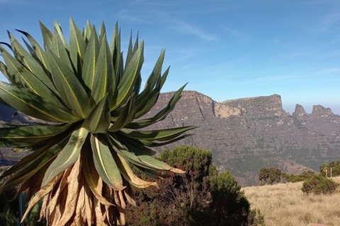 3 días de senderismo y avistamiento de animales en las montañas SimienAventura de 3 días de avistamiento de fauna y senderismo por el Monte Simien