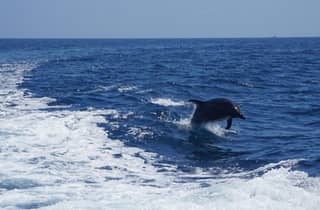 Catalina Island: Bootstour mit Delfin- und Seelöwenbeobachtung