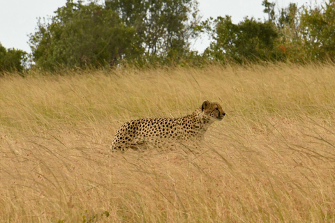 3 Days Maasai Mara Magical Experience