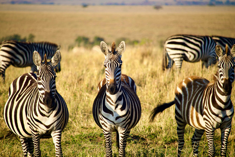 5 Day Tanzania Best Safari Idea