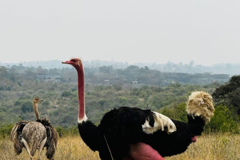 Nairobi National Park Evening Game Drive & sundowner Nairobi National Park Evening Game Drive & sundowner - VAN