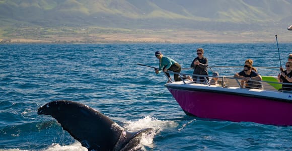 Maui: Epic Small Group Whale Watch